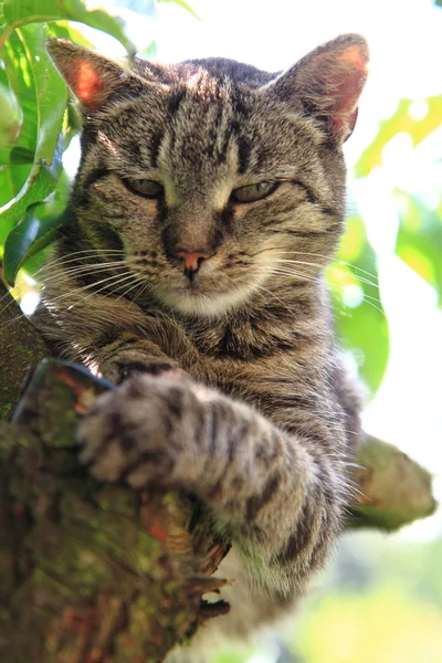 Кошка отдыхает на дереве — стоковое фото