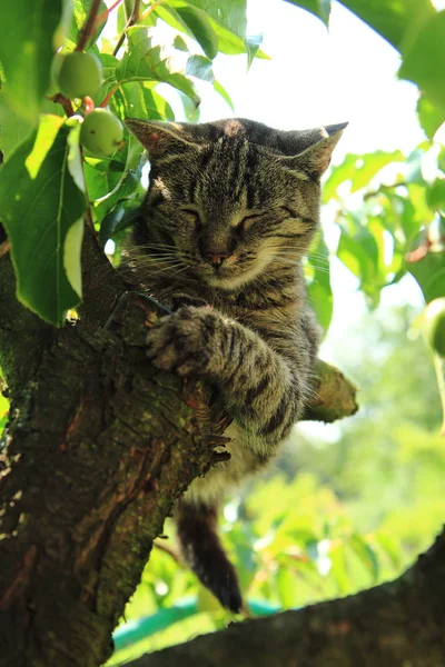 Chat se repose sur l'arbre — Photo