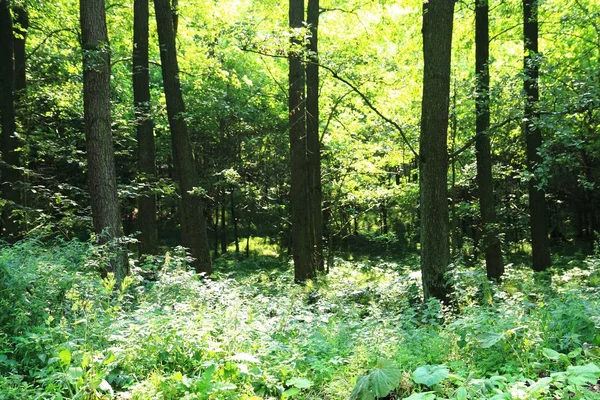 Wiosna zielony las — Zdjęcie stockowe