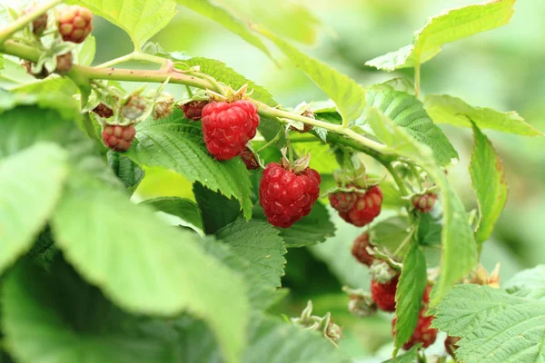 raspberries plant with red fruits