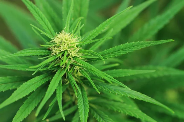 Hintergrund der Marihuanapflanze — Stockfoto
