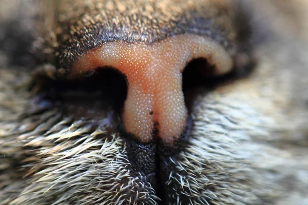 Orange cat snout detail — Stock Photo, Image