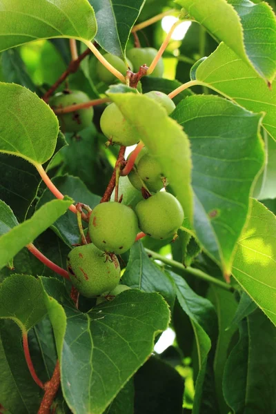Green actinidia plant with kiwi fruits — Stock Photo, Image