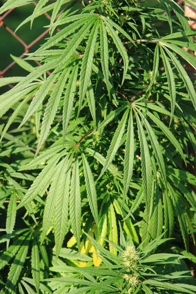 Marijuana planta fundo — Fotografia de Stock