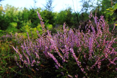 mor çiçekli Heather bitki