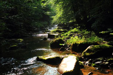 Yeşil ormandaki nehir