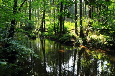Yeşil ormandaki nehir