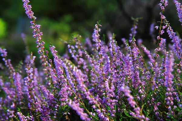 Mor çiçekli Heather bitki — Stok fotoğraf