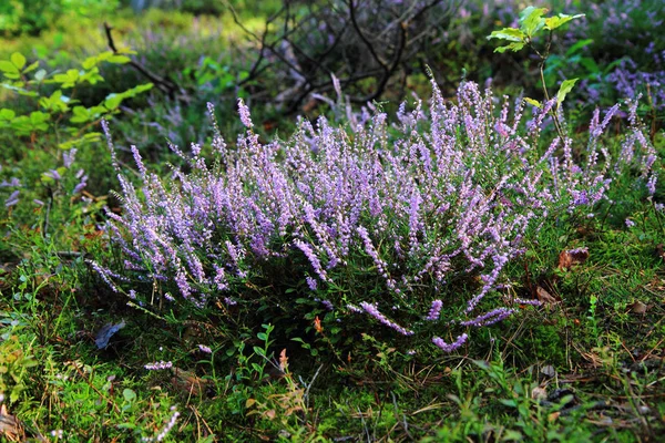 Heather φυτό με ιώδη λουλούδια — Φωτογραφία Αρχείου