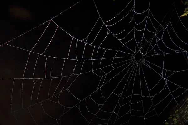 Pókháló a sötétben — Stock Fotó