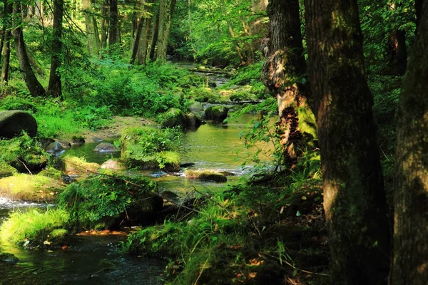 Rio na floresta verde — Fotografia de Stock