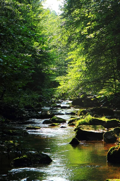 River in the green forest — Stock Photo, Image