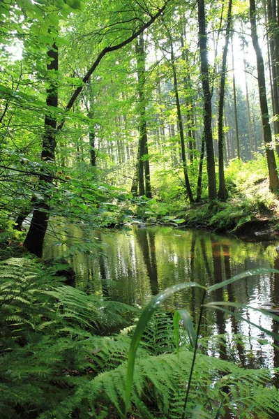 緑の森の川は — ストック写真