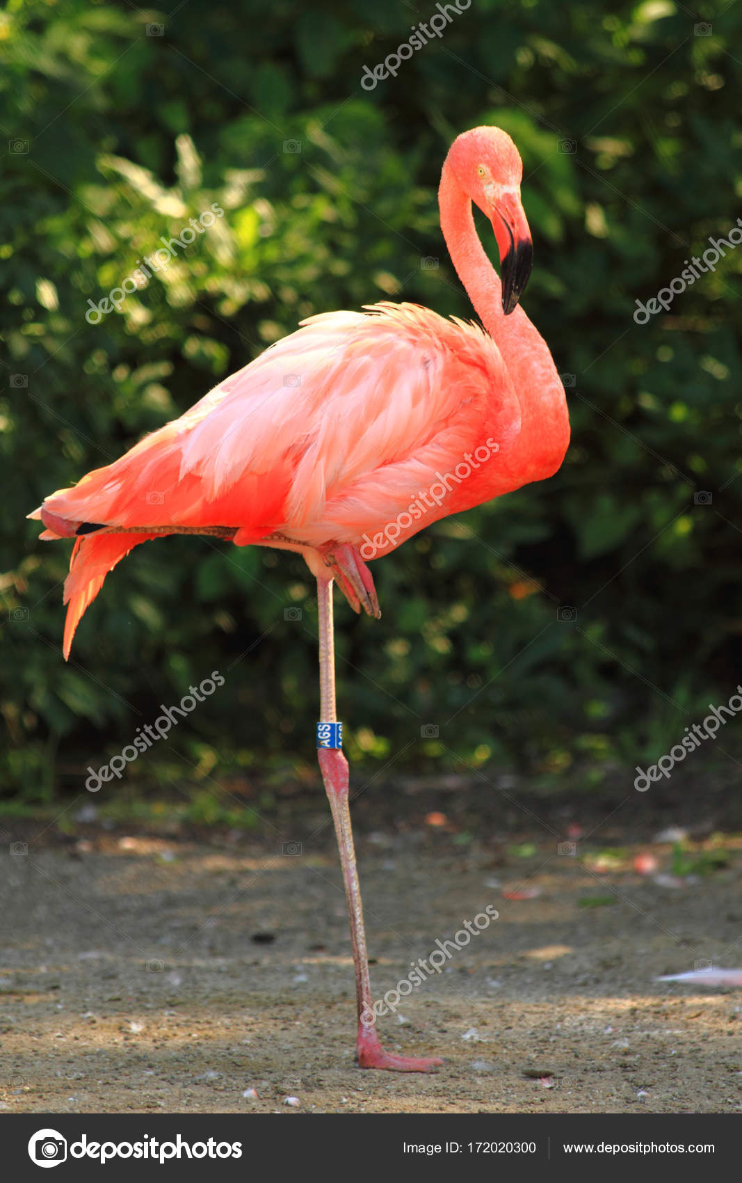 pássaro de flamingo vermelho fotografias de stock jonnysek