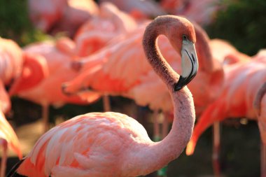 Kırmızı flamingo kuşu