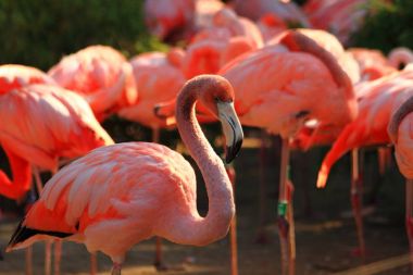 Kırmızı flamingo kuşu