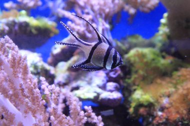 egzotik Deniz balığı 