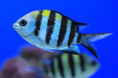 egzotik Deniz balığı 