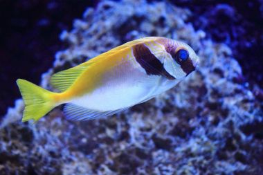 egzotik Deniz balığı 