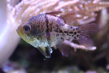 egzotik Deniz balığı 