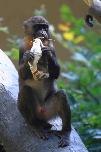 Scimmia babbuino selvatico — Foto Stock
