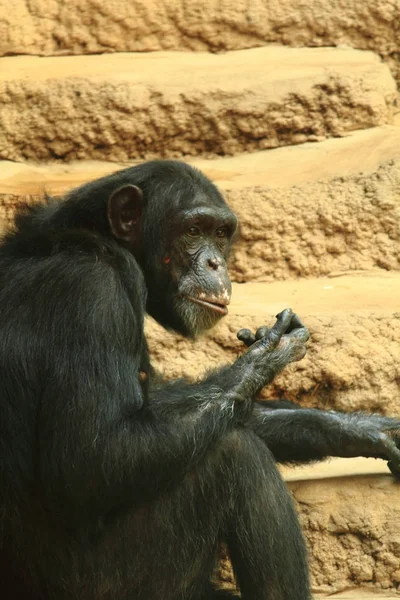 Chimp aap dier — Stockfoto