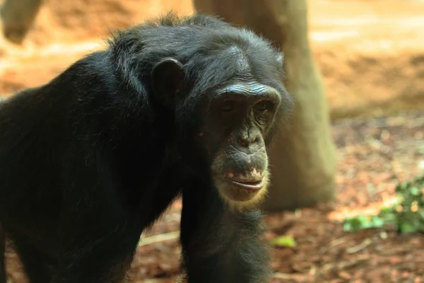 Macaco chimpanzé animal — Fotografia de Stock