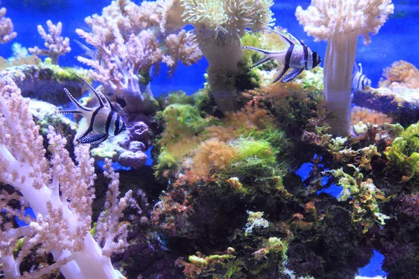 Fundo aquário mar — Fotografia de Stock