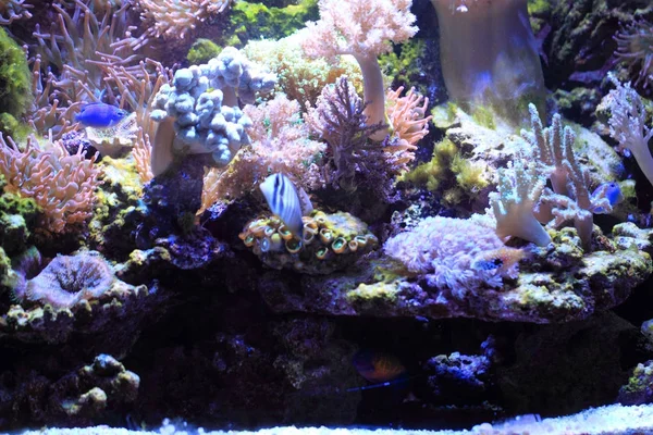 deniz akvaryum arka plan