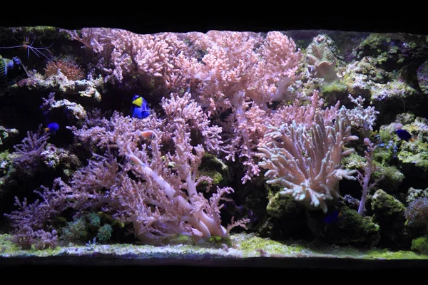 Морський акваріум фону — стокове фото