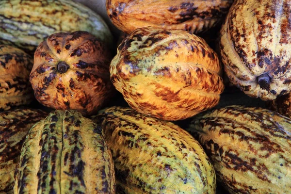Färska kakaobönor — Stockfoto