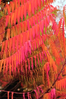 Kırmızı sonbahar yaprakları