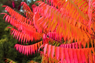 Kırmızı sonbahar yaprakları