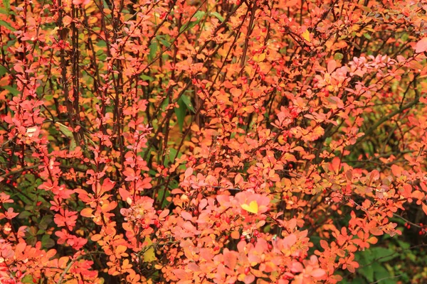 Χρώμα το φθινόπωρο φύλλα υφή — Φωτογραφία Αρχείου