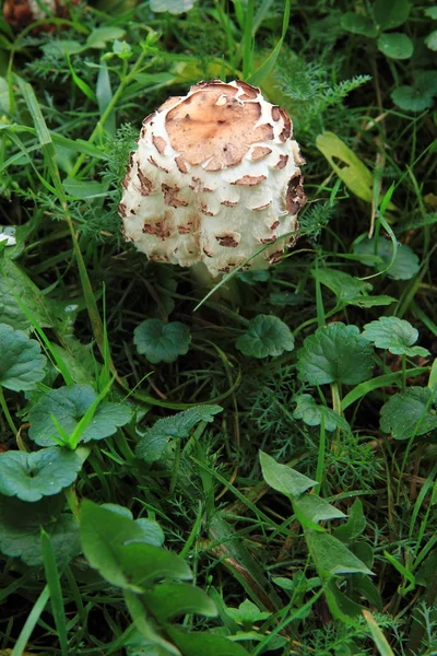 Pequeno cogumelo guarda-sol na grama — Fotografia de Stock