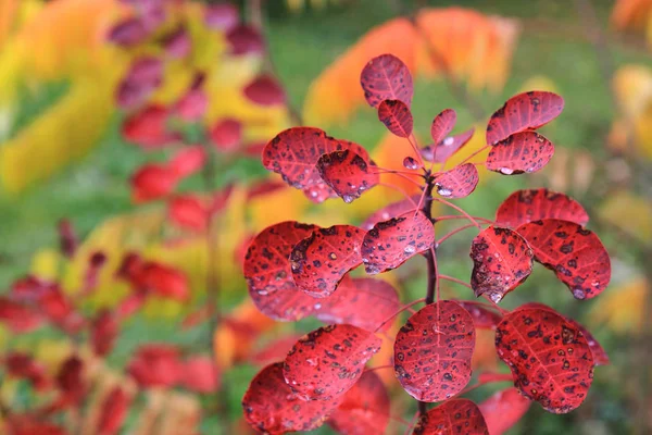 Foglie rosse d'autunno — Foto Stock