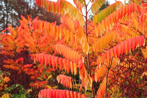 Couleur automne feuilles texture — Photo