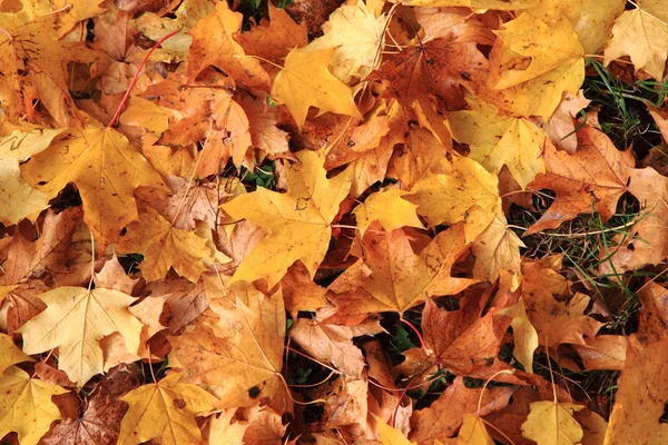 Autumn color leaves texture — Stock Photo, Image