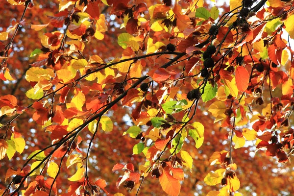 Herfst kleur laat textuur — Stockfoto