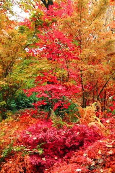 Outono floresta cor — Fotografia de Stock