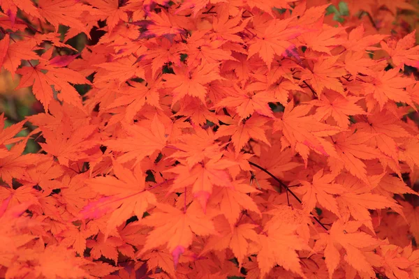 Feuilles d'automne rouges — Photo