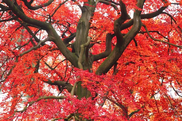Albero di colore in autunno — Foto Stock