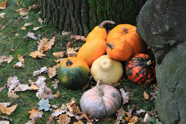 Calabazas de otoño en la hierba verde —  Fotos de Stock