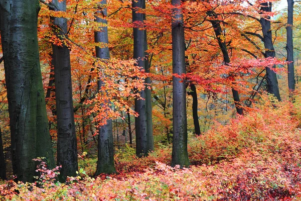 Bosque de color de otoño — Foto de Stock