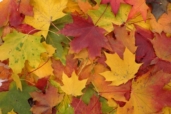 Color autumn background — Stock Photo, Image