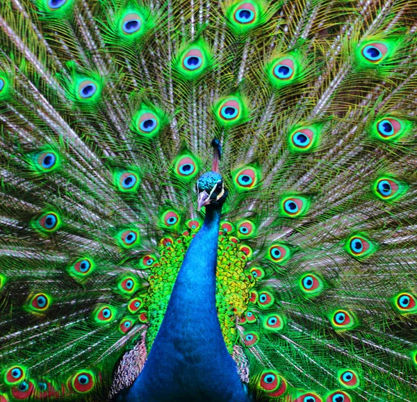 Gröna och blå påfågel bakgrund — Stockfoto