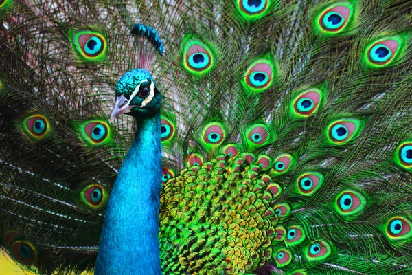 Green and blue peacock background — Stock Photo, Image
