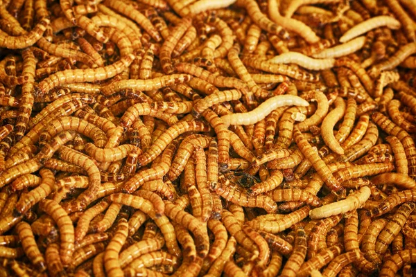 Small worms background — Stock Photo, Image