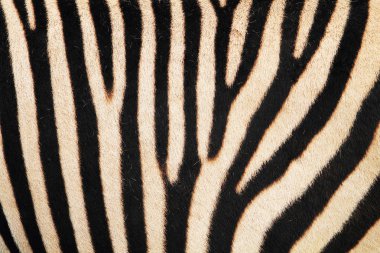 Zebra hayvan cilt dokusunu
