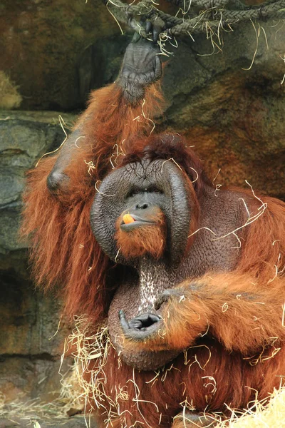 Orangutan mangiare verdura — Foto Stock